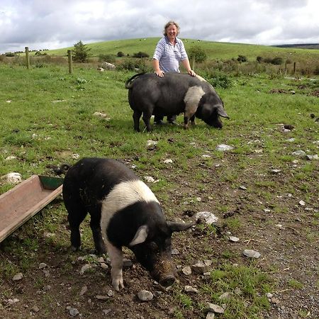 فيلا Kilfenoraفي Burren Glamping المظهر الخارجي الصورة